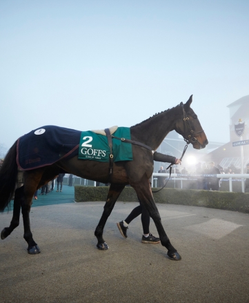 Goffs Coral Gold Cup Sale