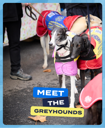 Meet The Greyhounds